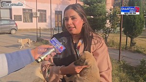 968K views · 11K reactions | “She may wear a lawyer’s robe by profession, but her heart beats for the voiceless. Nafiya Wani — proving that true justice begins with compassion.”Report by Irshad Bhat | Gulistan Live Feed | Facebook