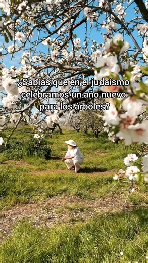¡Feliz Tu BiShvat! 🌿 Esta festividad judía tan especial, que se celebra el 15 de Shevat, también se llama 'Rosh HaShaná La'Ilanot', el Año Nuevo de los Árboles 🌳🌸 Es la época en la que los almendros florecen en todo Israel, llenando el paisaje con sus hermosas flores blancas y rosas 🌰✨ #VisitaIsrael #Israel #TuBishvat #Israel2026 | Visita Israel