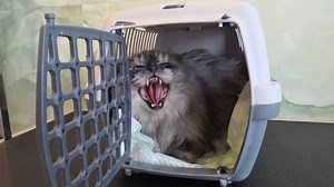 Nono: A medical miracle 🐾💖