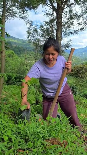 Sembré una mata de Uva.