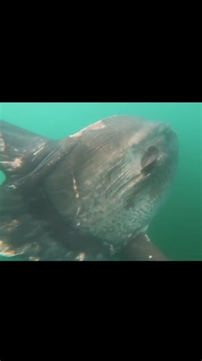 Cape Cod's gentle giant: the ocean sunfish (Mola mola) ✨🐟 If you spend enough time boating or fishing, then you'll encounter this magnificent creature, reminding us of the wonders that lurk beneath Cape Cod's waves. These bizarre beauties can weigh up to 5,000 pounds – as heavy as a car! Despite their massive size, sunfish feed primarily on jellyfish, helping keep our waters in balance. Their presence here is a testament to the rich marine ecosystem of the Cape. Next time you're enjoying the Ca