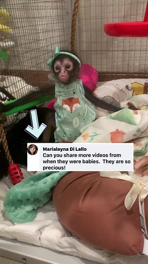 139K views · 5.9K reactions | The cutest babies in the world冀冀 #cute #sweet #precious #beautiful #monkeys #baby | Our Life Adventures | Facebook