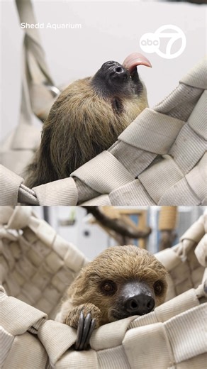 Welcome to Chicago Alface! 🦥 The Shedd Aquarium welcomed the Linné’s two-toed sloth. Her name means “lettuce.” | ABC 7 Chicago