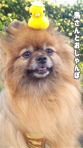 今日のぽっち🐻鳥さんとおしゃんぽしたよ#弱虫なポメラニアン#ぽっち#犬のいる暮らし #子犬 #いぬのきもち