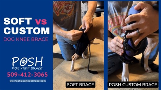 Why a Custom Dog Knee Brace Outshines a Soft Brace Soft braces,...