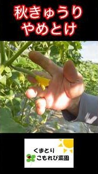 Do fall cucumbers produce fewer female flowers!? #LifeWithFarming #HomeGardening #Agriculture