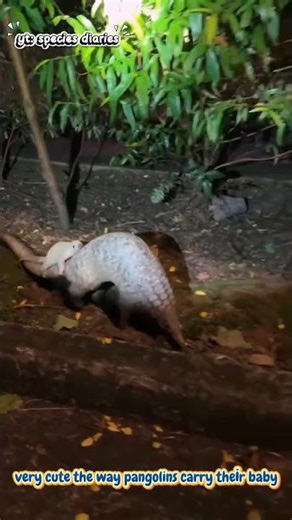 very cute the way pangolins carry their young#pangolin#rareanimal#shortvideo