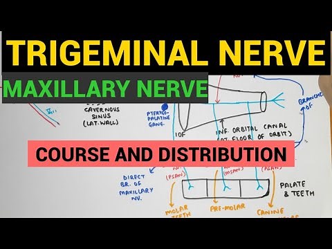 Trigeminal Nerve - 2 | Maxillary Nerve | Course and Distribution