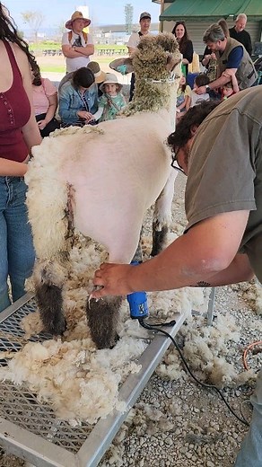 Happening now! Shearing Day & Fiber Arts Festival Sunday, April 7th, at Hana Field in Costa Mesa, until 5pm. Watch and learn as we shear the sheep and goats at Hana Field in Costa Mesa! Spend the day with us learning about spinning, creating, and crafting with wool and other fibers. Please note that this event is being held at Hana Field in Costa Mesa, NOT at Tanaka Farms in Irvine. $10 per person (Children 2 and under are FREE, Military is FREE) | Tanaka Farms
