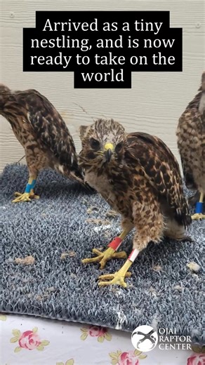 Red-shouldered Hawk patient 25-231 arrived as a tiny, downy nestling after being displaced from his nest. Our friends at @cawildlife rescued him and brought him to ORC, where he could grow up alongside conspecifics, or hawks of the same species. As he matured, he graduated from our nursery to the specialized Red-shouldered Hawk flight, designed with dense foliage to mimic this species’ woodland habitat. There he spent weeks gaining strength, honing his flight skills, and learning to hunt—becomin