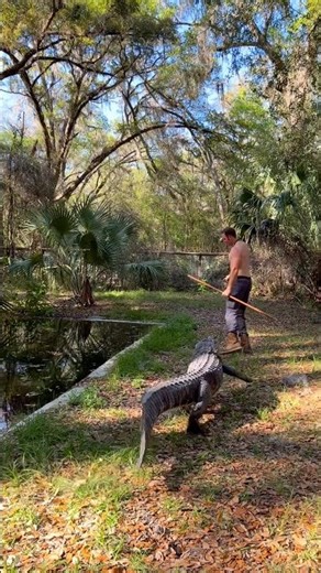 Gator chase! #Gator #alligator #Animals #Reptiles ￼