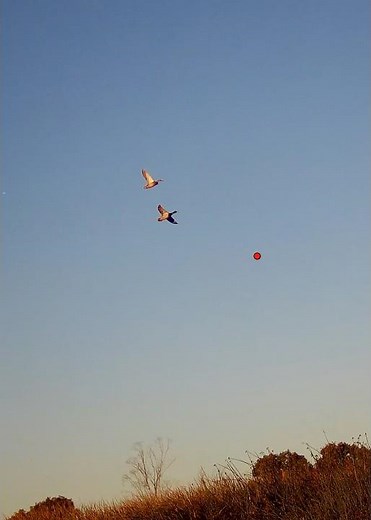 Love it when they come in like this ! #duckhunting #hunting #duck ‪@bossshotshells‬