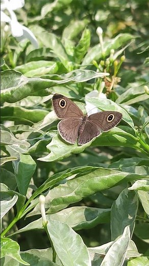 Four Ring Butterfly Open Wings Moment | Pure Nature Magic 🦋