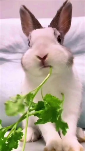 Adorable Indoor Rabbit and Grilled Chicken Scenes
