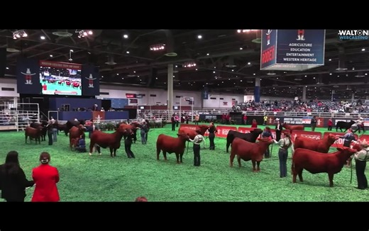 KTCC Celia does it again! #beefmaster #beefmastercattle #fyp #houston #houstonlivestockshowandrodeo
