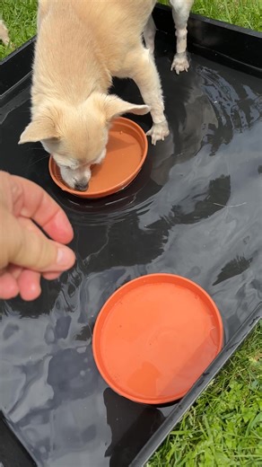 1.4K views · 53 reactions | The pups are playing The Dippy Paws Game inspired by Els de Vlieger Keeping the pups cool in this 'high alert heatwave', or what us old people used to call, a summer's day! ☀️ | Chihuahua Power | Facebook