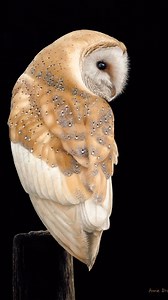 8.1K views · 223 reactions | Barn Owl II… this painting sold a couple...
