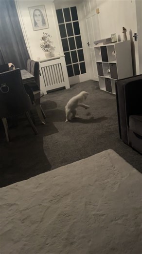 Yeah my cats normal #following #like #repost #share #cat