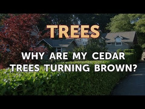 Why Are My Cedar Trees Turning Brown?