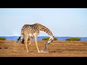 How Giraffe Giving Birth Success