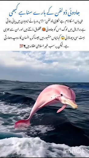 Mind Blowing🤯 Facts About the Blue dolphin Fish #bluefish #naturefacts #wildlife #nature #shorts