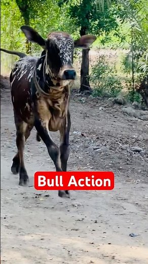 Strong Bull Running #shorts