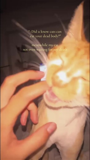 Do Cats Eat Human Remains? Funny Orange Cat Behavior Explained