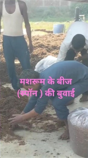 Mixing Mushroom Spawn with Mushroom Compost