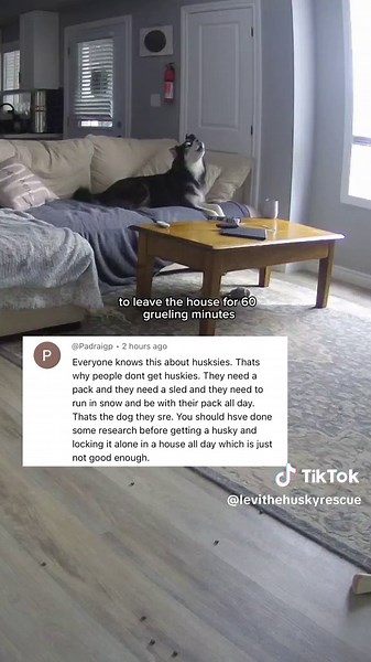 Becoming a Better Husky Owner: Internet Tips & Tricks