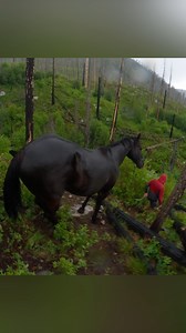 Would YOU Take a Horse Down This Cliff Just to Get Water? 😳🐎 #horsecamping #backcountryriding #cowboyadventures #explorepage #getoutside #backcountry #trinityvandenacre #viraltoday #trendingnow #packhorses #inthewild #campvibes #lifeoutdoors #lifeinthewest #bearcountry | Life in the West