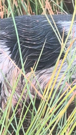 Vivo x300 video sample 4K