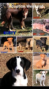 1.4K views · 18 shares | ADOPTION WEEKEND AT SPCA UITENHAGE (20&21.09.2025) Saturday – Normal Adoption Fees, Sunday – Discounted Fees #adoptdontshop SPCA Uitenhage, Schonland Avenue, Uitenhage Monday – Friday: 8:30-16:00, Saturday: 9:00-12:00, Sunday: 9:00-12:00 Landlines: 041 922 4528 / 060 985 0804 Applications via Tamzyn: 060 478 9087 | SPCA Uitenhage | Facebook