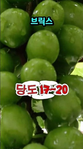 청포도 달콤하게 키우는 방법! #청포도 #옥상농사 #포도농사 #당도높은포도 #귀농라이프 #농촌일상 #힐링영상 #포도재배 #옥상가드닝 #GreenGrapes #HarvestTime
