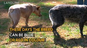 81K views · 629 reactions | WE'RE DOG CRAZY THIS WEEK. Here's why: We all love a working dog ... but have you ever wondered where they got their smarts?  Find out the whole story: Landline at 12.30 on Sunday! | ABC Landline | Facebook