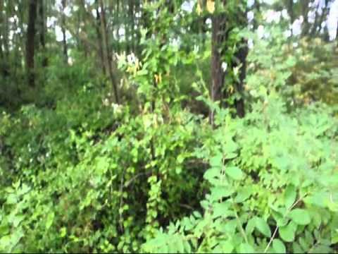 Learn How to Plant Honeysuckle