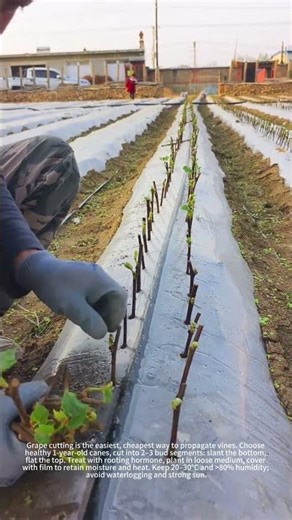 This trick makes cuttings root fast! 🌱✅