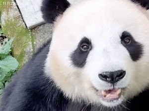 安胖：少了窝头？窝头呢窝头呢，原来在这里～又开心了～（241123不一样的喵直播录屏星安cut）_哔哩哔哩_bilibili