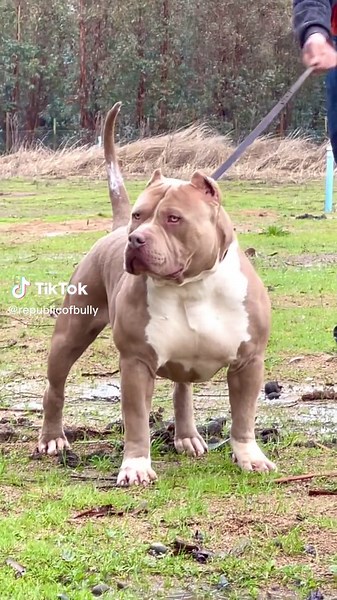 American Bully XL Chile: Sizes, Colors, and More