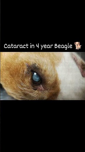 Cataract in Dog 🐶 #veterinary