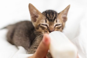 How and When To Use Kitten Formula To Bottle Feed Kittens