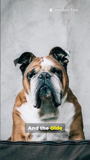 All Bulldog Types—Ranked Fast🐶
