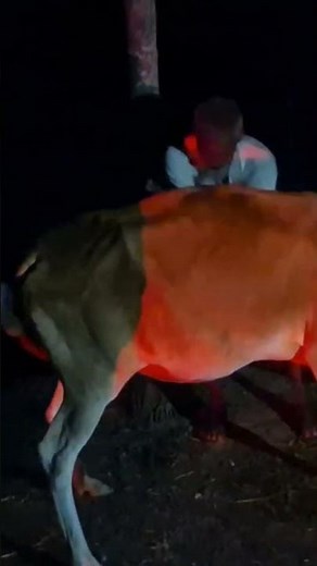 Artificial Insemination AI