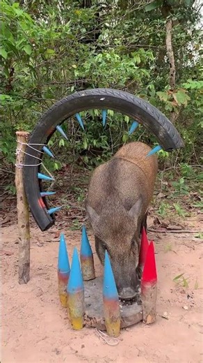 Amazing DIY Wild Boar Trap Idea | Primitive Technology Outdoor Experiment #wildboar #animals