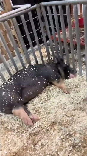 Girl’s Funny Reaction to Cute Baby Pig 🐷 | Unexpected Petting Zoo Moment #beautifulmoments