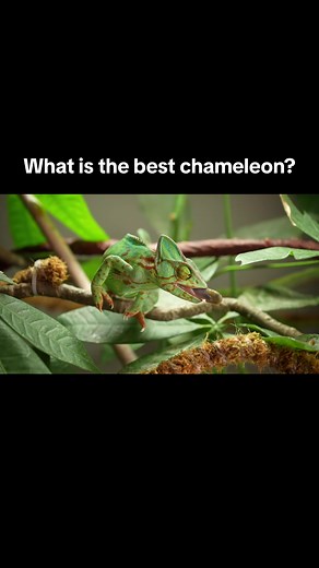 Veileds vs panthers 💥 Which is the right chameleon for you? #veiledchameleon #pantherchameleon #chameleonsoftiktok #reptilesoftiktok #reptilekeeper #reptiles #chameleons #beginnerchameleon #chameleoncare #babychameleon