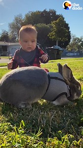 2.6M views · 29K reactions | Couple finds a pet bunny abandoned at the park — now he loves kissing their new baby on his head  | Soulmates | Facebook