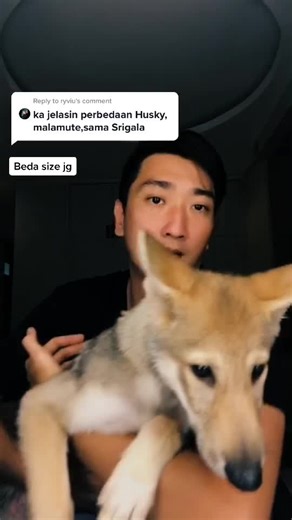 Differences Between Wolves and Foxes Explained