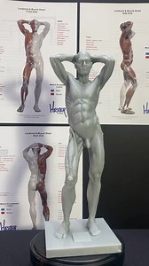 Male Ecorche - Anatomical Study Model - Etsy