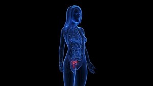 3d rendered medical animation of an inflamed uterus