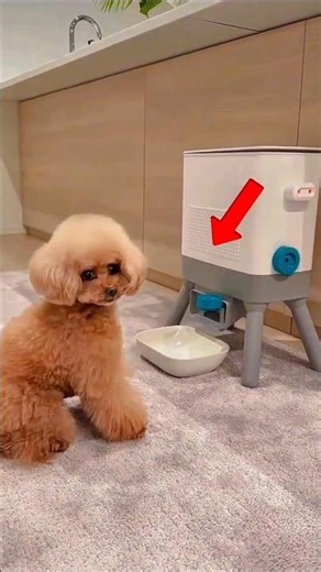 Toy Poodle Care and Diet 💞 #shorts#shortvideo #virlshort